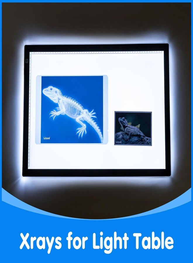 Odoorgames Pet Series Animal Xrays for Kids, Pet Xrays Set, Light Table Accessories, Perfect for Vet Role Play and Learning About Pets' Anatomy - Image 4